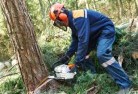 Catabytree-felling-services-21.jpg; ?>
