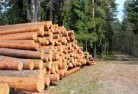 Catabytree-felling-services-31.jpg; ?>