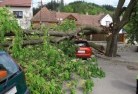 Catabytree-felling-services-41.jpg; ?>